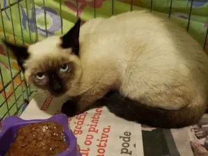 Gato raça SRD, "sialata" idade 2 a 6 meses nome Rafinha