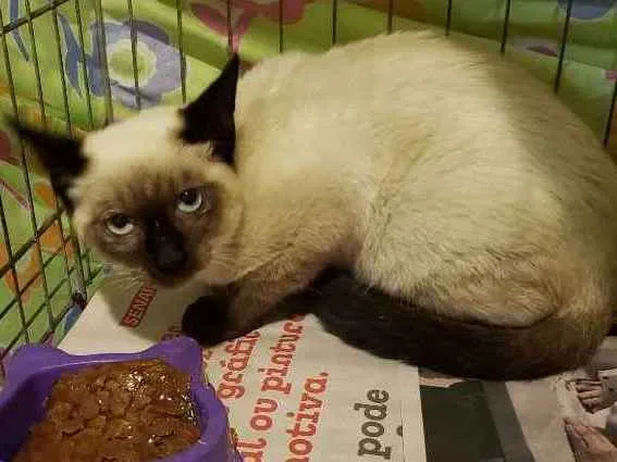Gato ra a SRD, "sialata" idade 2 a 6 meses nome Rafinha