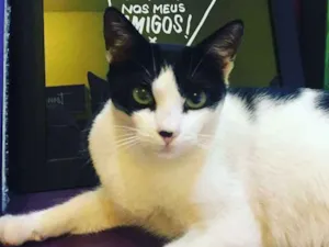 Gato raça sem raça definida idade 3 anos nome temmie