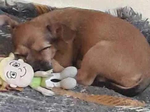 Cachorro ra a Vira lata idade 2 a 6 meses nome Maya