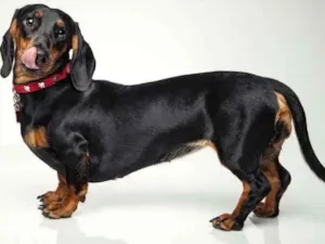 Cachorro raça BASSET DASH (COFAP - SALSICHA) idade 6 ou mais anos nome FLORA