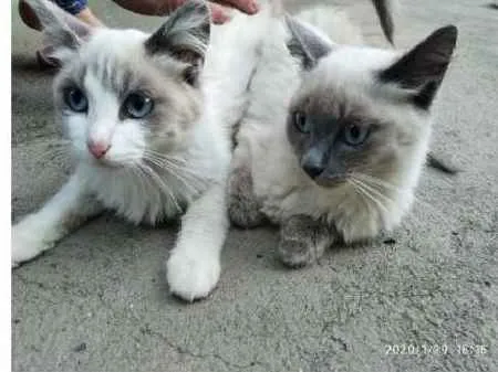 Gato ra a SRD idade 2 a 6 meses nome Manu e Mia