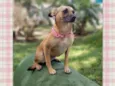 Pequi