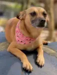 Pequi