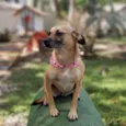 Pequi