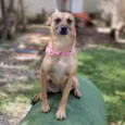 Pequi