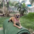 Pequi