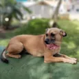 Pequi