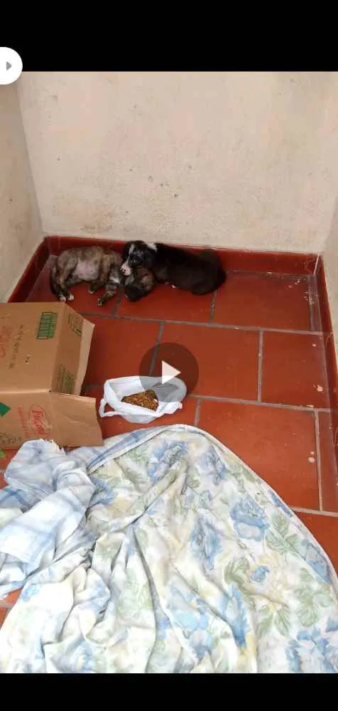 Cachorro ra a Não sei  idade Abaixo de 2 meses nome Não tem nome 