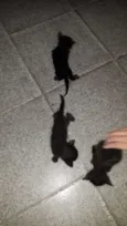 Varios