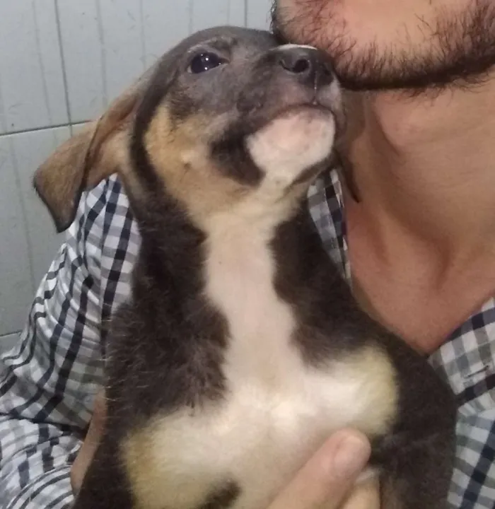 Cachorro ra a Vira lata idade 2 a 6 meses nome Não tem ainda 