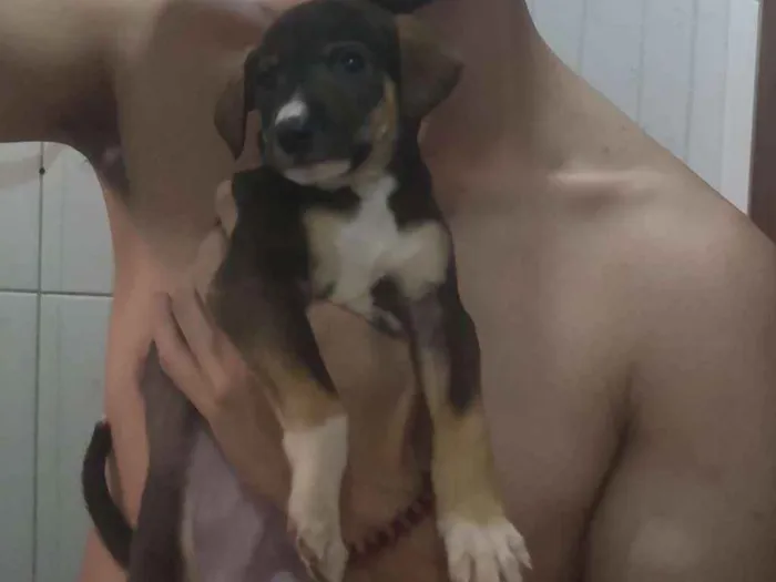 Cachorro ra a Vira lata idade 2 a 6 meses nome Não tem ainda 