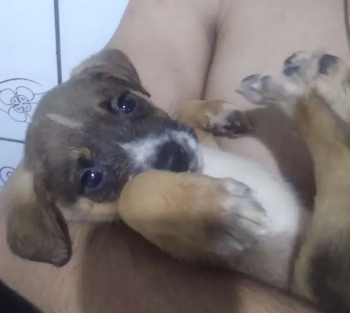 Cachorro ra a Vira lata idade 2 a 6 meses nome Não tem ainda 