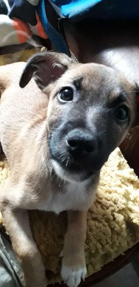 Cachorro ra a Srd (sem raça definida) idade 2 a 6 meses nome Sem nome 