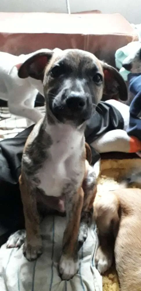 Cachorro ra a Srd (sem raça definida) idade 2 a 6 meses nome Sem nome 