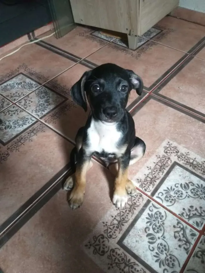 Cachorro ra a Srd (sem raça definida) idade 2 a 6 meses nome Sem nome 