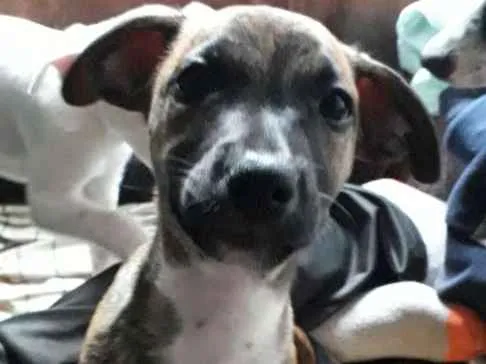 Cachorro ra a Srd (sem raça definida) idade 2 a 6 meses nome Sem nome 