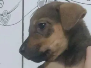 Cachorro raça Vira lata idade 2 a 6 meses nome Não tem ainda 