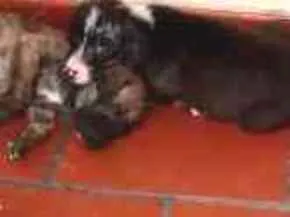 Cachorro ra a Não sei  idade Abaixo de 2 meses nome Não tem nome 