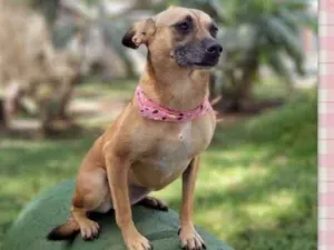 Cachorro raça srd idade 4 anos nome Pequi