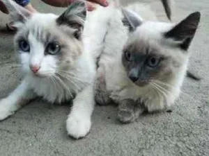 Gato raça SRD idade 2 a 6 meses nome Manu e Mia