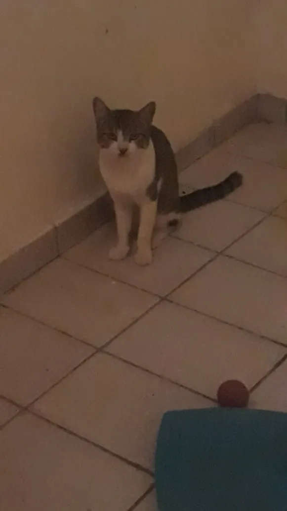 Gato raça SRD idade 1 ano nome Artur e Athos 