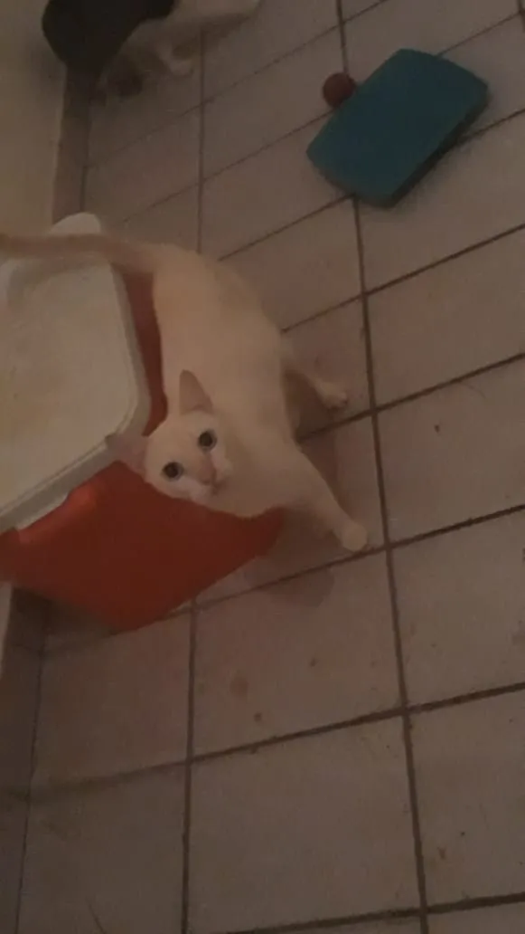 Gato raça SRD idade 1 ano nome Artur e Athos 