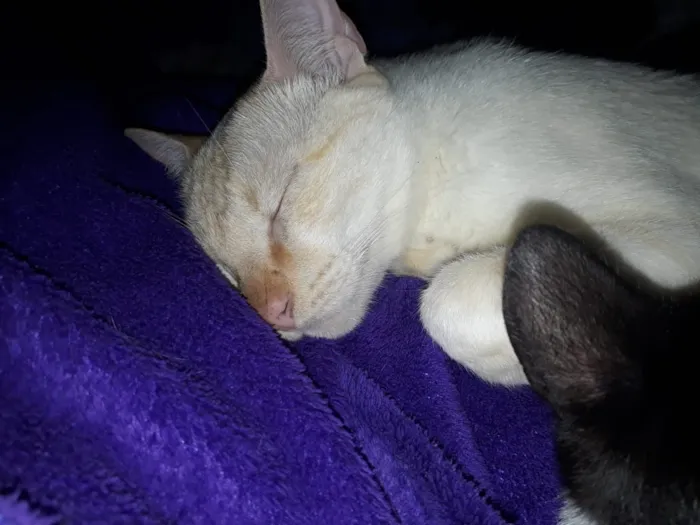 Gato raça SRD idade 1 ano nome Artur e Athos 