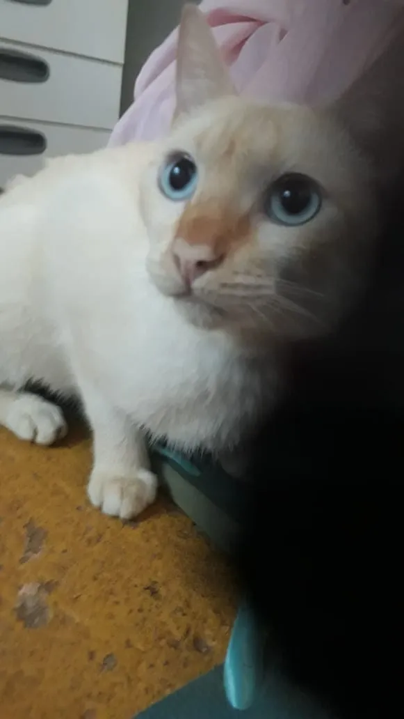 Gato raça SRD idade 1 ano nome Artur e Athos 