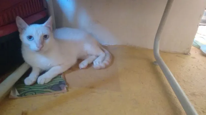 Gato raça SRD idade 1 ano nome Artur e Athos 