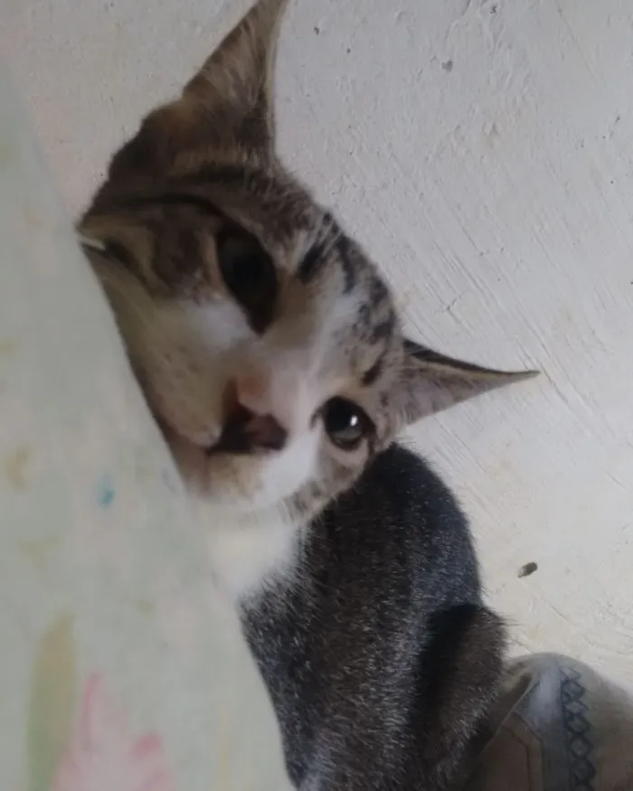 Gato raça SRD idade 1 ano nome Artur e Athos 