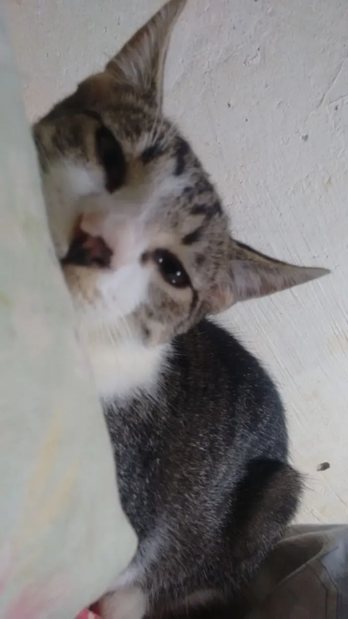 Gato raça SRD idade 1 ano nome Artur e Athos 