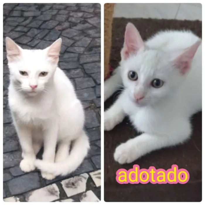 Gato ra a SRD idade 2 a 6 meses nome Joaninha