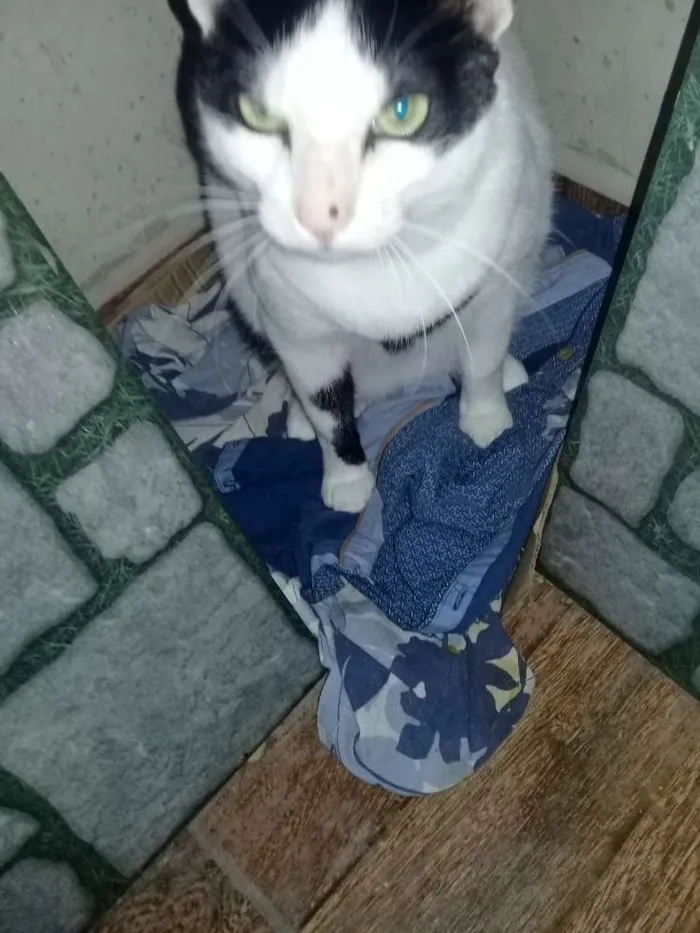 Gato ra a  idade 5 anos nome Tirico