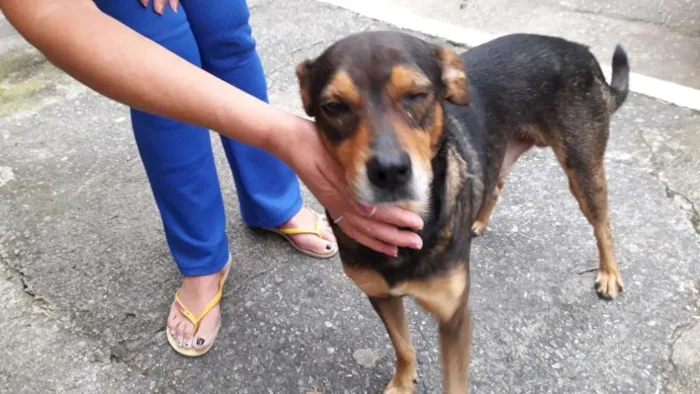 Cachorro ra a não tem idade 4 anos nome Panetone