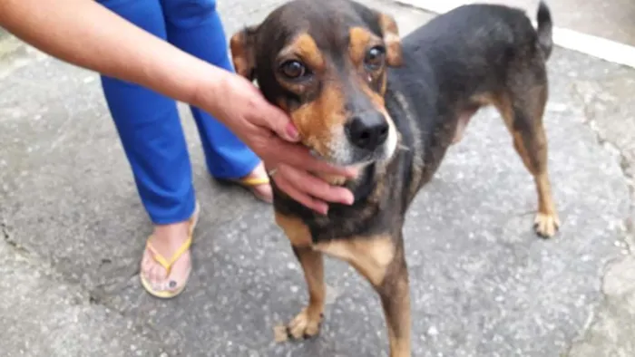Cachorro ra a não tem idade 4 anos nome Panetone