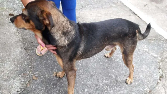 Cachorro ra a não tem idade 4 anos nome Panetone