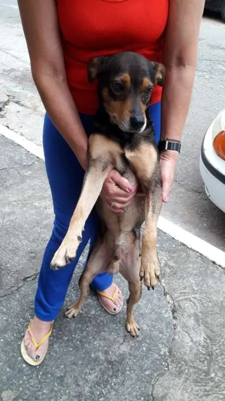 Cachorro ra a não tem idade 4 anos nome Panetone
