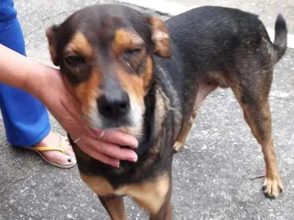 Cachorro ra a não tem idade 4 anos nome Panetone