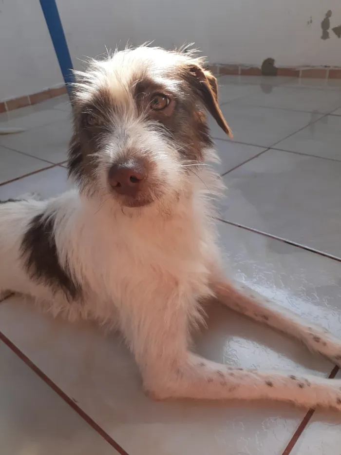 Cachorro ra a Mistura de collie  idade 1 ano nome Pedro, Luna,Kaká...