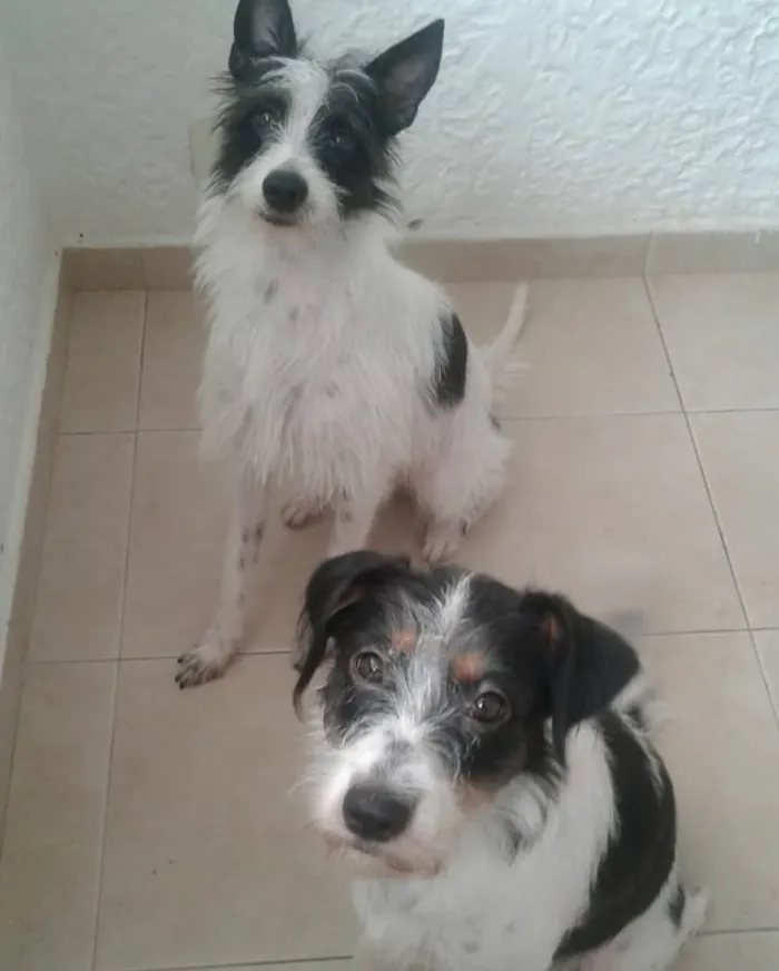 Cachorro ra a Mistura de collie  idade 1 ano nome Pedro, Luna,Kaká...