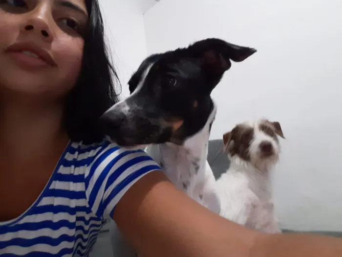 Cachorro ra a Mistura de collie  idade 1 ano nome Pedro, Luna,Kaká...