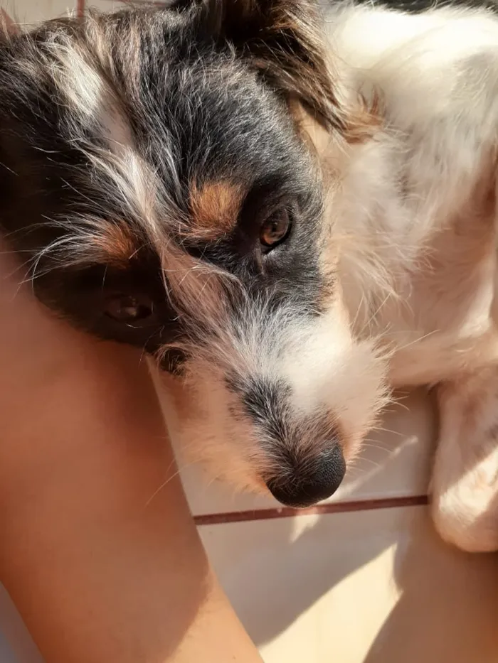 Cachorro ra a Mistura de collie  idade 1 ano nome Pedro, Luna,Kaká...