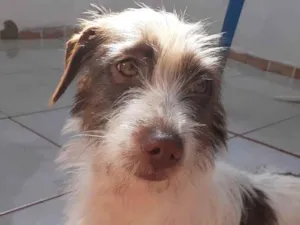 Cachorro raça Mistura de collie  idade 1 ano nome Pedro, Luna,Kaká...