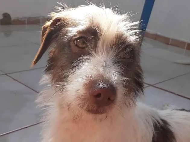 Cachorro ra a Mistura de collie  idade 1 ano nome Pedro, Luna,Kaká...