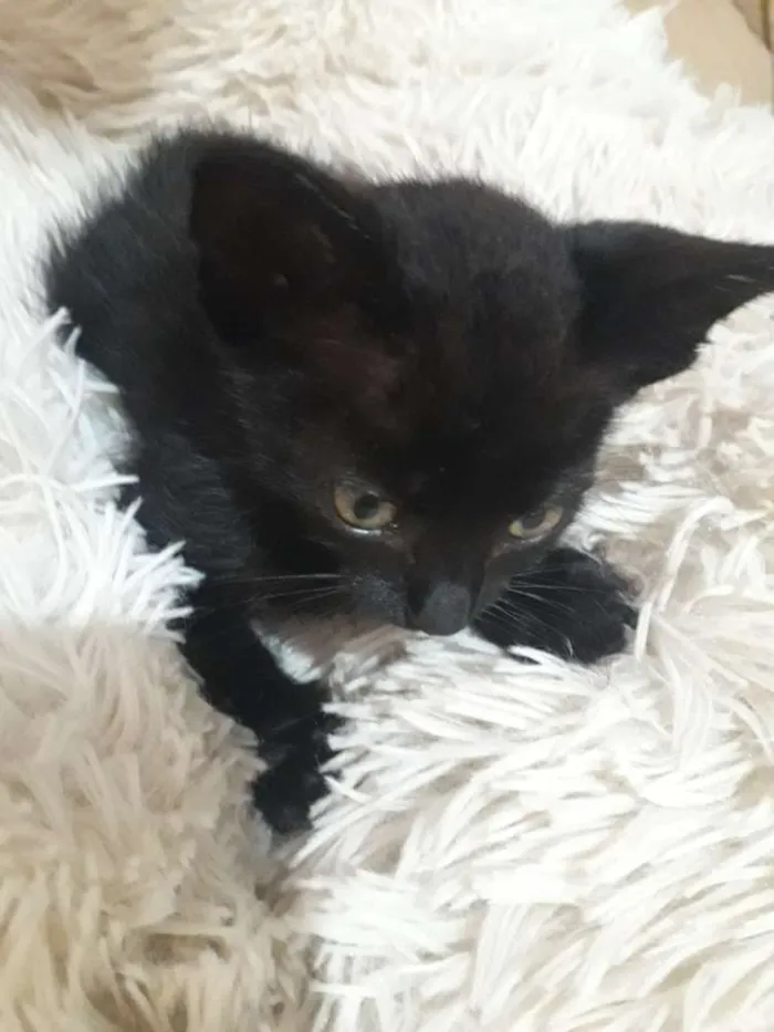 Gato raça Não sei  idade Abaixo de 2 meses nome Não possui nome 