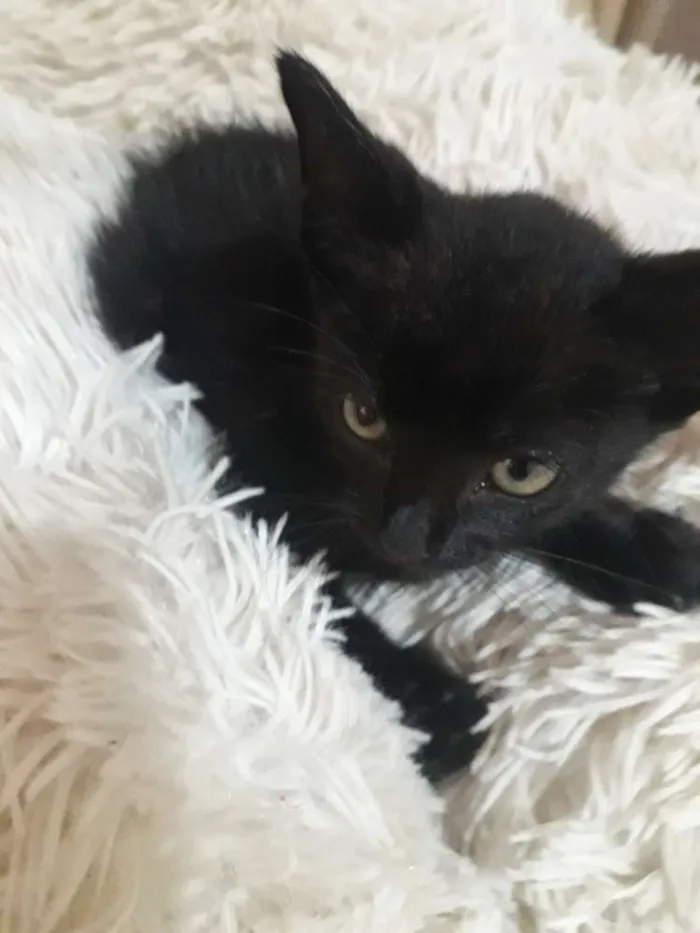 Gato raça Não sei  idade Abaixo de 2 meses nome Não possui nome 