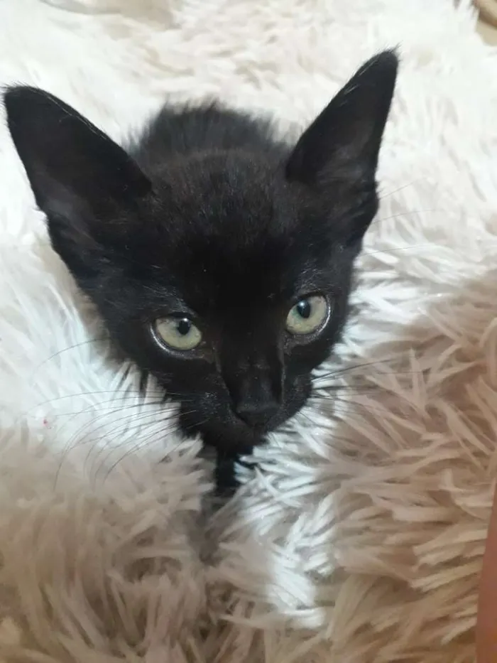 Gato raça Não sei  idade Abaixo de 2 meses nome Não possui nome 