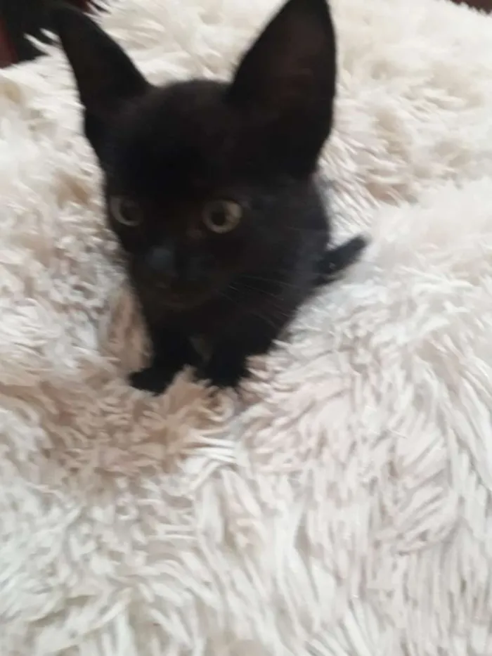 Gato raça Não sei  idade Abaixo de 2 meses nome Não possui nome 