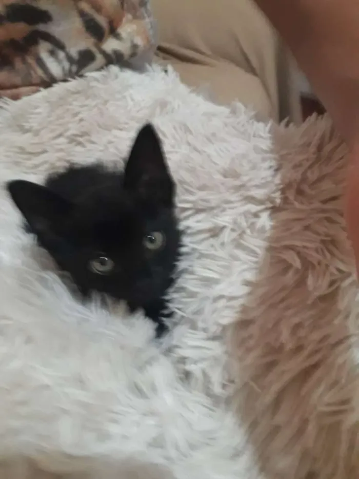 Gato raça Não sei  idade Abaixo de 2 meses nome Não possui nome 